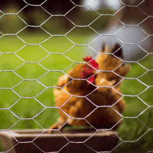 malha de frango