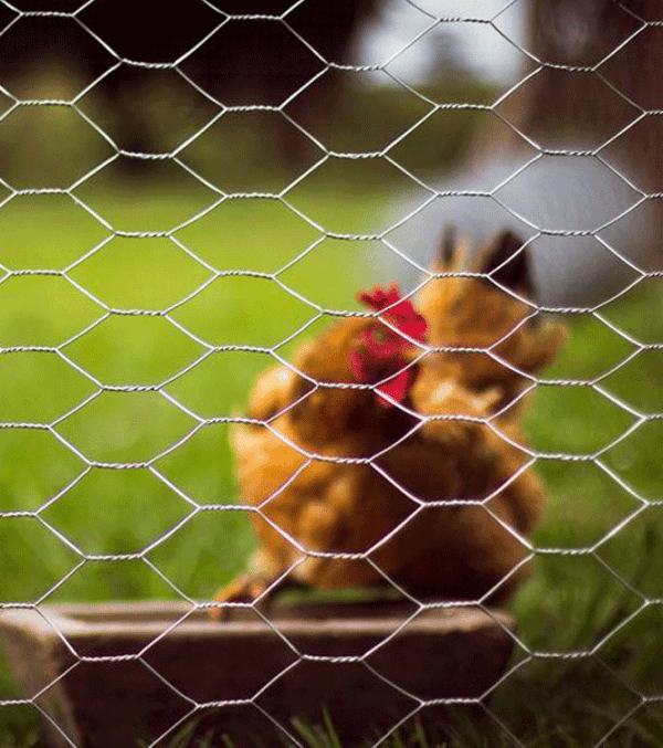 chicken mesh