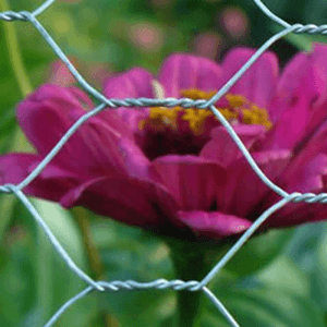 clôture en filet de poulet