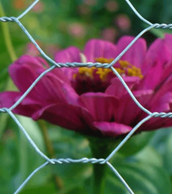 chicken net fence