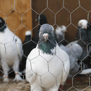 rede de arame de frango