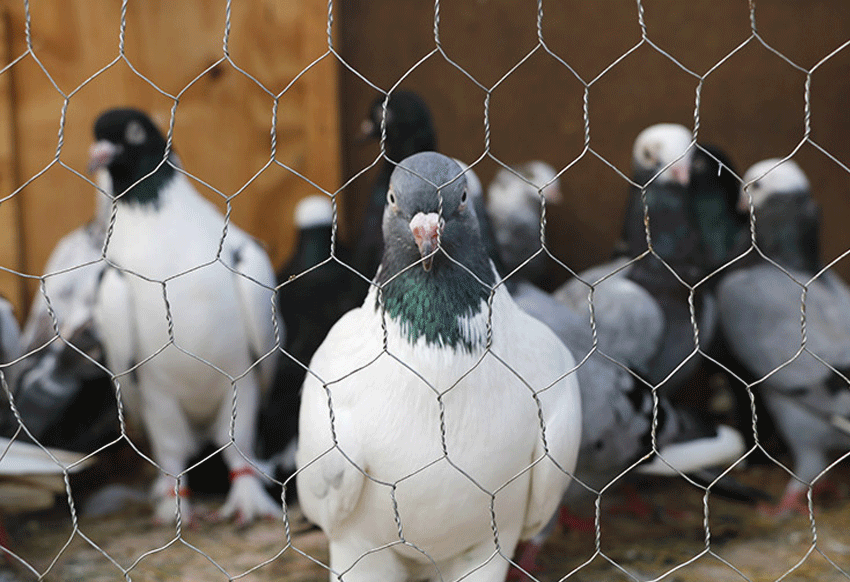 rede de arame de frango