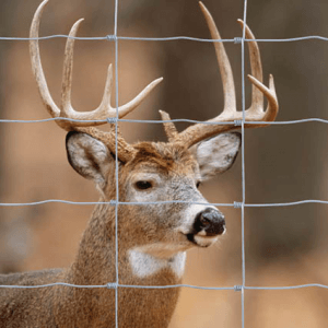 recinzione di filo di cervo