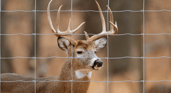 deer wire fence