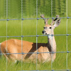 Deer wire fence