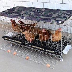 cage à poulet