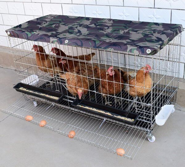 chicken cage